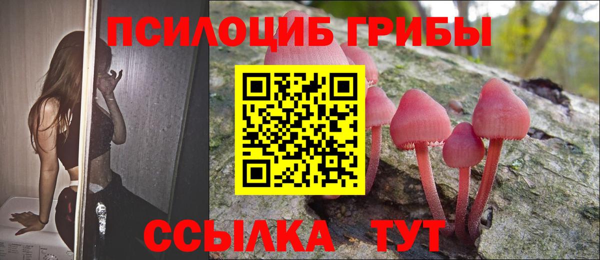 Псилоцибиновые грибы Psilocybe Красноармейск